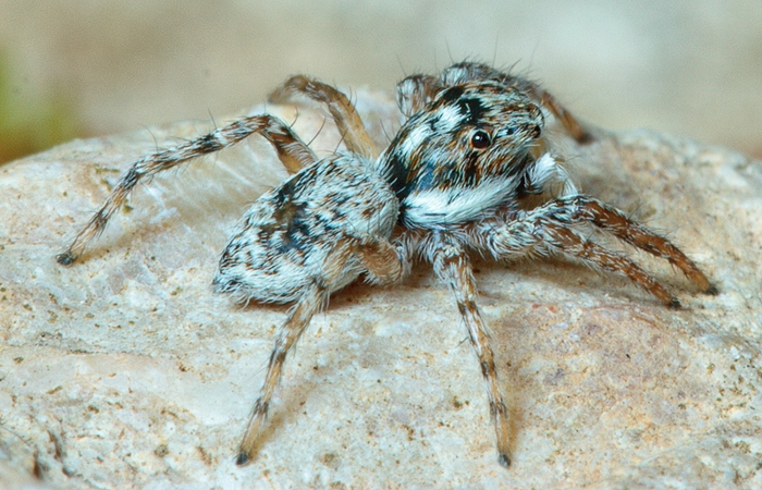 Menemerus semilimbatus